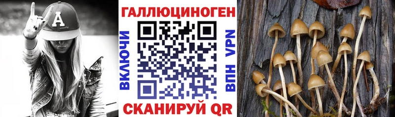 купить закладку  Сибай  Псилоцибиновые грибы мицелий 